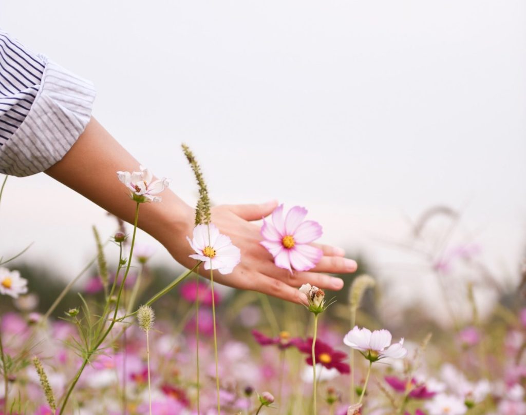 woman holding pink petaled flower